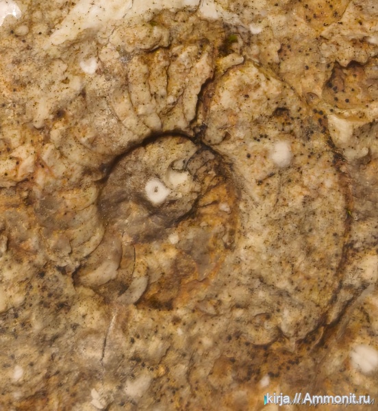 карбон, наутилоидеи, Domatoceras, Nautiloidea