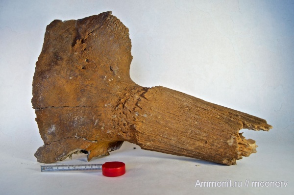 плейстоцен, бизоны, Полорогие, р. Обь, Новосибирск