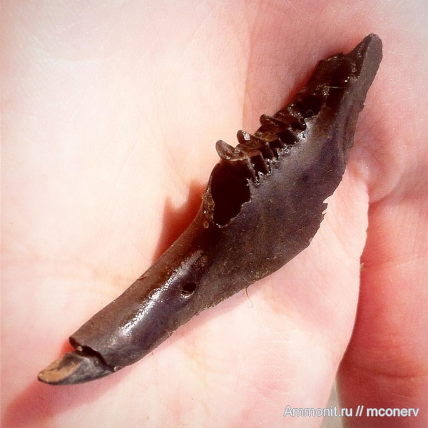 голоцен, Зайцевые