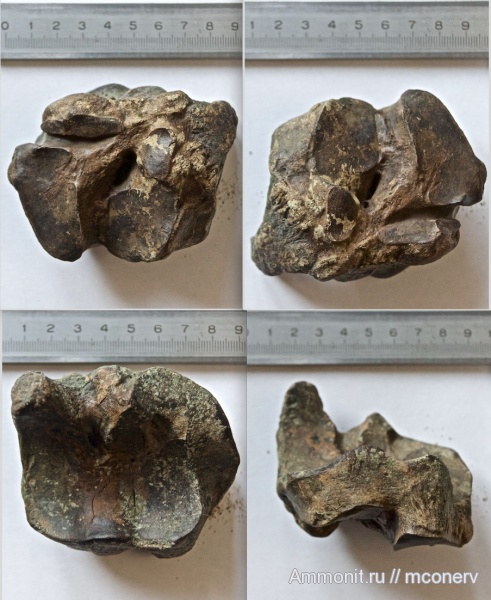 млекопитающие, плейстоцен, Megaloceros, Megaloceros giganteus