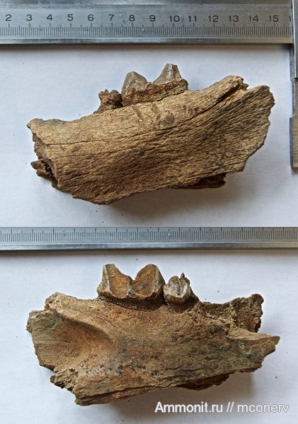 млекопитающие, плейстоцен, пещерный лев