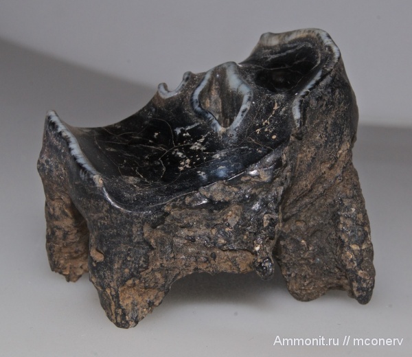 млекопитающие, плейстоцен, шерстистые носороги