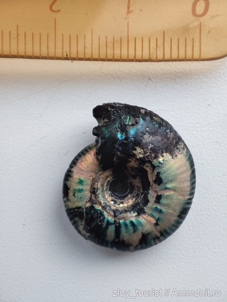аммониты, Craspedites, Ammonites