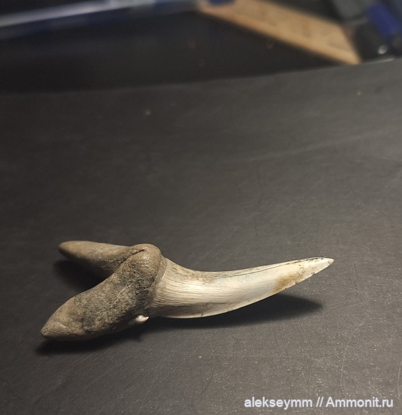 палеоген, акулы, Striatolamia macrota, fish, fish teeth