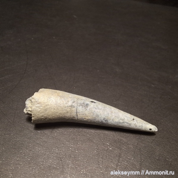 палеоген, костистые рыбы, зубы костистых рыб