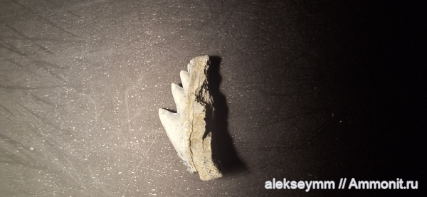 палеоген, эоцен, приабон, Notorhynchus kempi, sharks