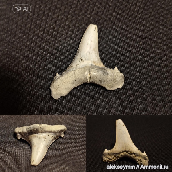 палеоген, эоцен, акулы, бартон, Borealotodus, Borealotodus borealis