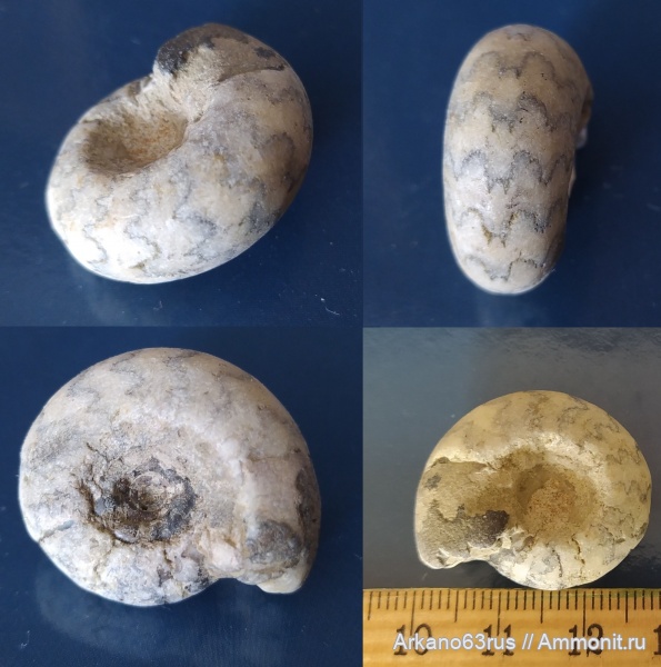 юра, Craspedites, Craspedites subditus