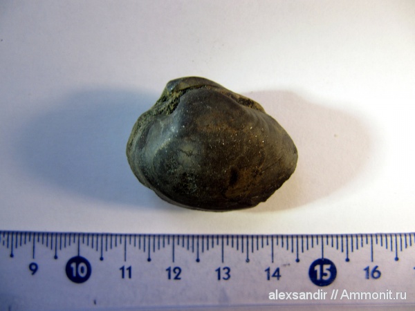 Еганово, Pleuromya