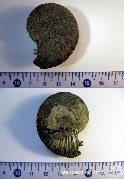 Virgatites, Еганово