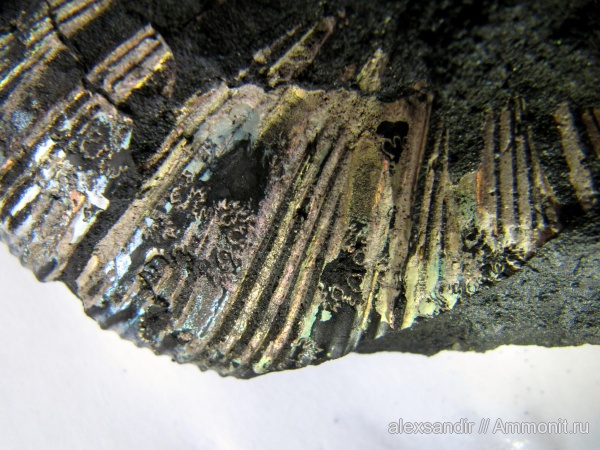 Университет