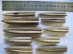 Ростры белемнитов Eulagonibelus volgensis