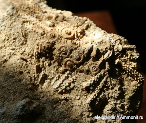 морские ежи, карбон, Archaeocidaris, Archaeocidaris rossica