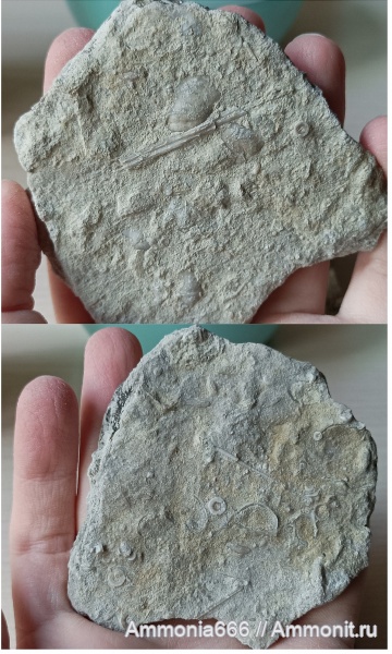 морские ежи