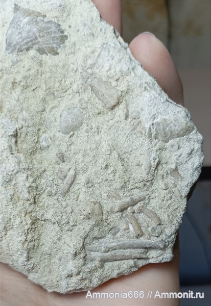 морские лилии