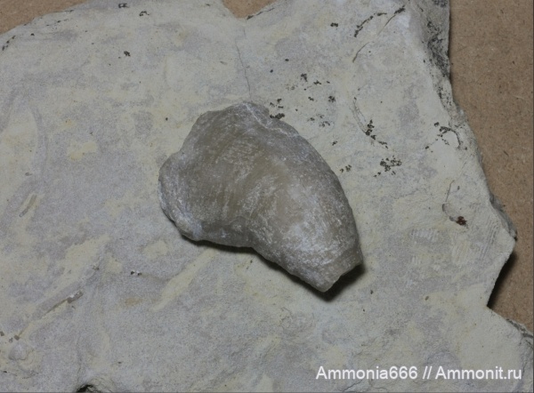 карбон, кораллы, палеозой, ругозы