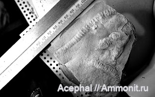 нижний мел, готерив, ихнофоссилии, Краснодарский край, Северо-Западный Кавказ, Абинский район, солодкинская свита