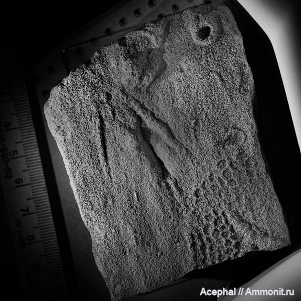 нижний мел, ихнофоссилии, Краснодарский край, барремский ярус, Северо-Западный Кавказ, Абинский район, афипская свита