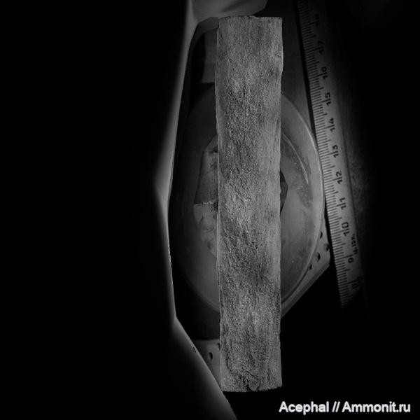 нижний мел, готерив, ихнофоссилии, Краснодарский край, Северо-Западный Кавказ, Абинский район, солодкинская свита