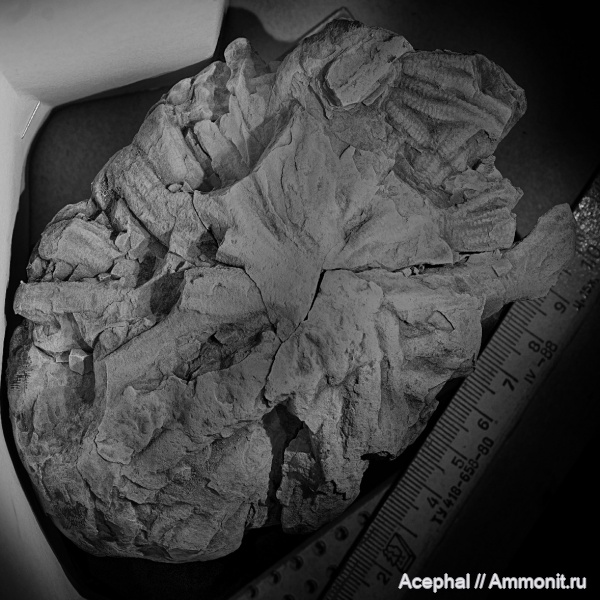 нижний мел, готерив, ихнофоссилии, Краснодарский край, Северо-Западный Кавказ, Абинский район