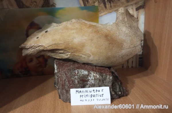 Животные Кайнозоя