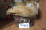 Фрагмент нижней челюсти мамонтенка
