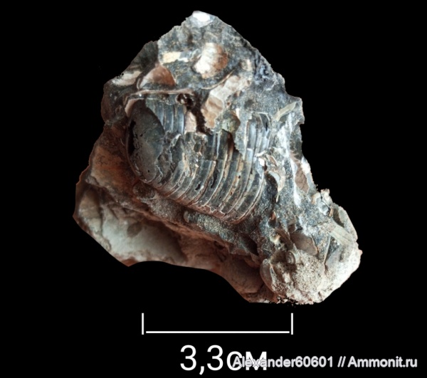 палеонтология, окаменелости, Россия