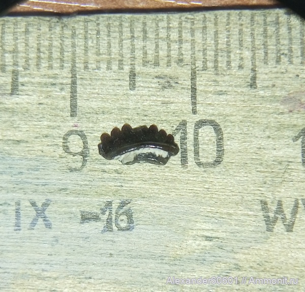 палеонтология, карбон, зубы