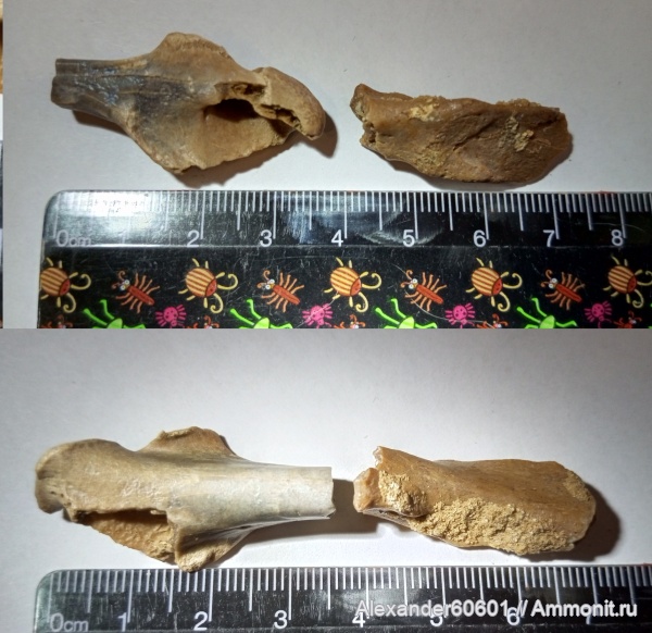 палеонтология, миоцен, Hypolagus igromovi
