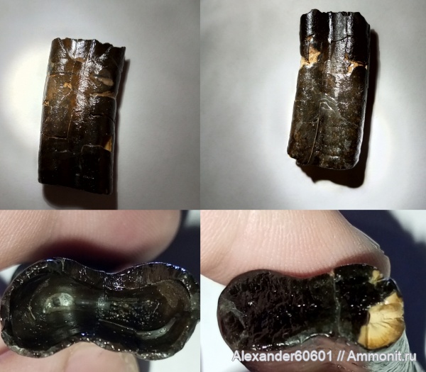 палеонтология, США, зубы, броненосец, holmesina