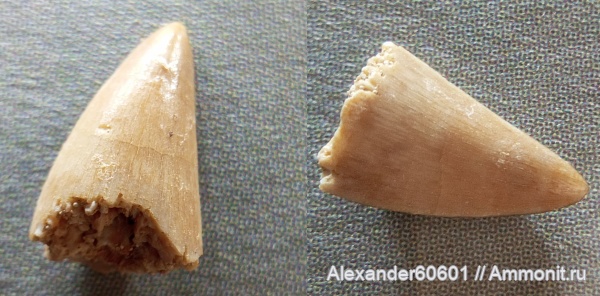 палеонтология, эоцен, Марокко, Dyrosaurus, Eocene, Крокодиломорф