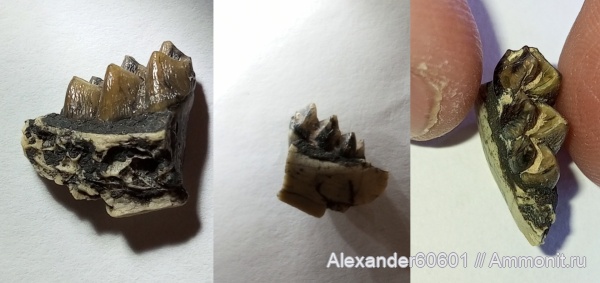 палеонтология, США, млекопитающие, олигоцен, Южная Дакота, Blastomeryx, Moschidae