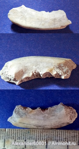 палеонтология, США, олигоцен, Южная Дакота, Canidae, Hesperocyoninae, Hesperocyon