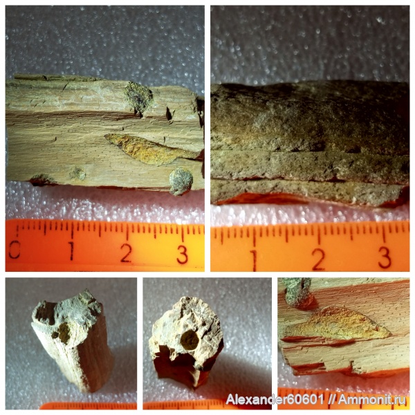 брянская область брянская область