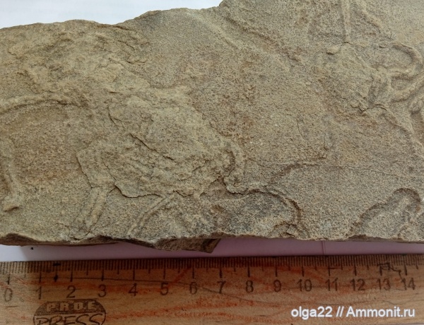 ихнофоссилии, Cruziana