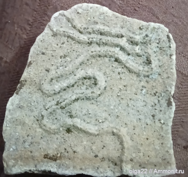 ихнофоссилии