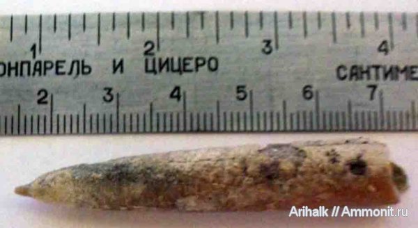 белемниты, belemnites