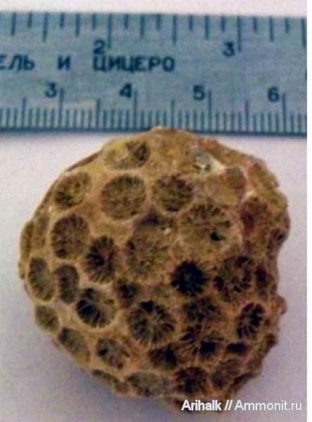 кораллы, Крым, готерив, колониальные кораллы, нижний готерив