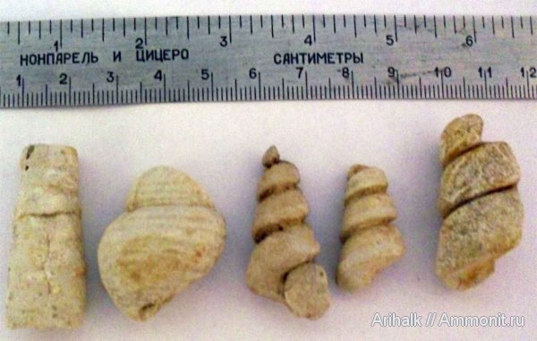 гастроподы, Araedactylus, Haustator