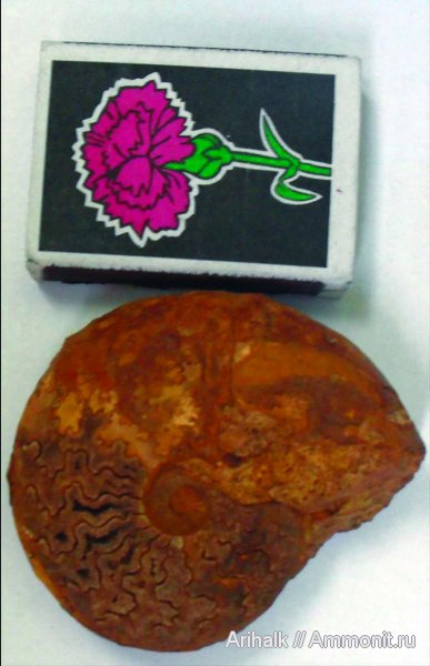 аммониты, Крым, баррем, нижний баррем, Barremites, Ammonites