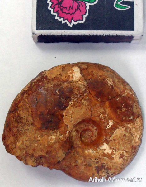 аммониты, Крым, баррем, нижний баррем, Ammonites