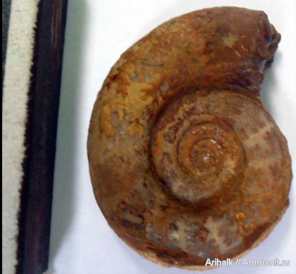 аммониты, Крым, баррем, нижний баррем, Ammonites