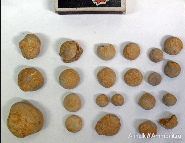 морские ежи, готерив, Toxaster, Toxaster retusus, Discoidea karakaschi, Discoidea, нижний готерив