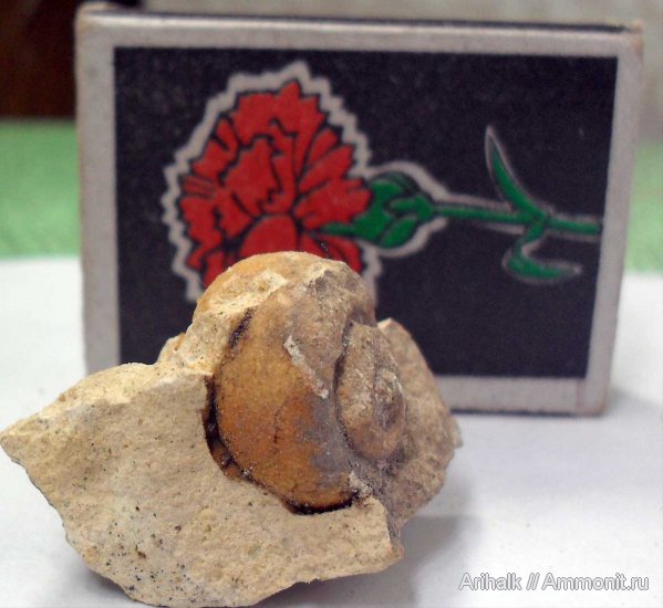 гастроподы