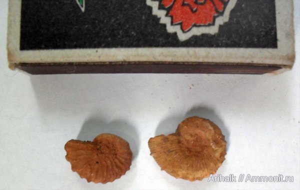 аммониты, Крым, баррем, нижний баррем, Holcodiscus, Ammonites