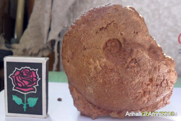 аммониты, Крым, баррем, нижний баррем, Barremites, Ammonites