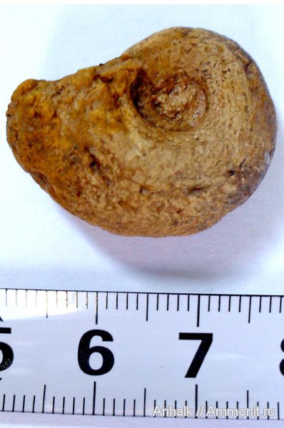 аммониты, Крым, баррем, нижний баррем, Ammonites