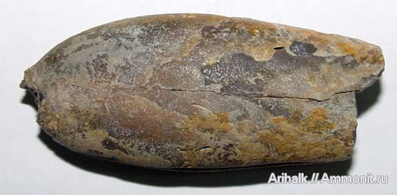 белемниты, апт, Duvalia