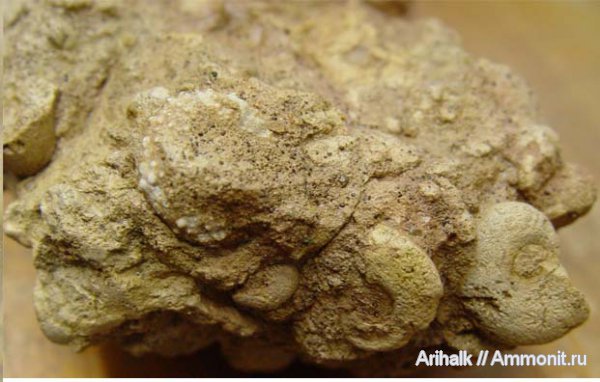 аммониты, морские ежи, Крым, баррем, нижний баррем, Phymosoma, Ammonites, Phymosoma loryi