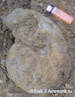 наутилусы, Крым, готерив, Cymatoceras, нижний готерив